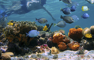 Snorkeling Cancun